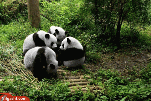 Chengdu Research Base of Giant Panda Breeding در سفر به چنگدو چین