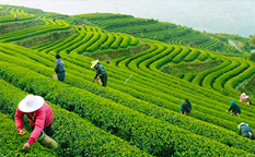 دهکده چای هانگژو ، بهشت سبز چای چینی