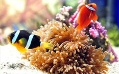 دنیای زیر آب شیامن ،‌ کشف شگفتی‌های یک آکواریوم